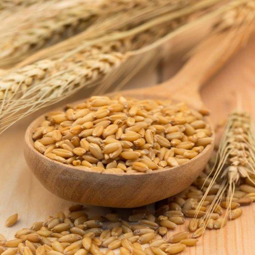 Barley (Jau)